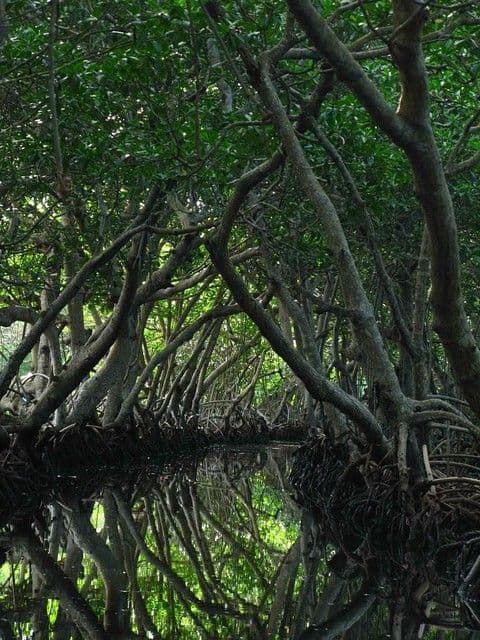 Western Point biodiversity and environmental conservation